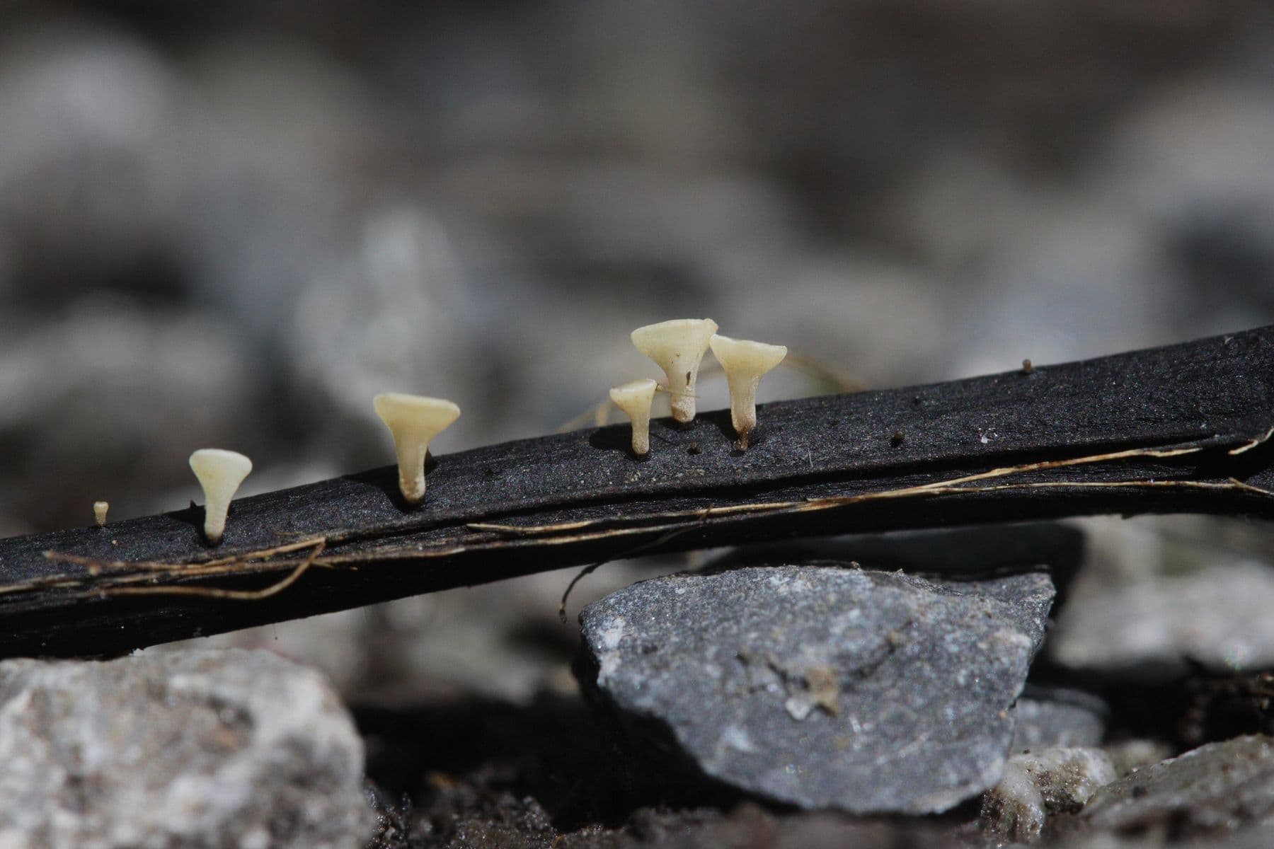 Small white fruiting bodies of Hymenoscyphus fraxineus on a blackened ash leaf stalk