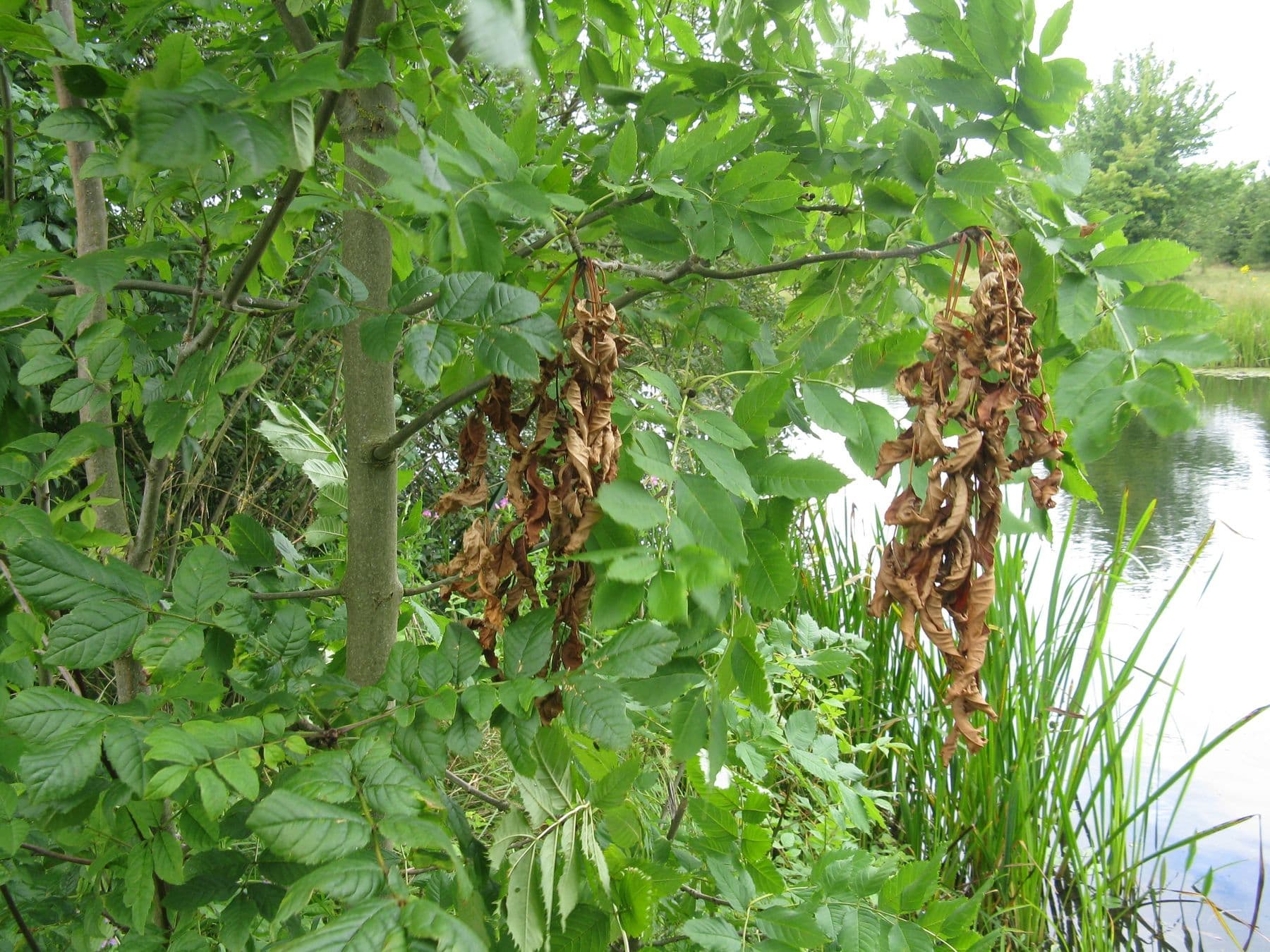 Wilted, brown ash leaves hanging among healthy green foliage