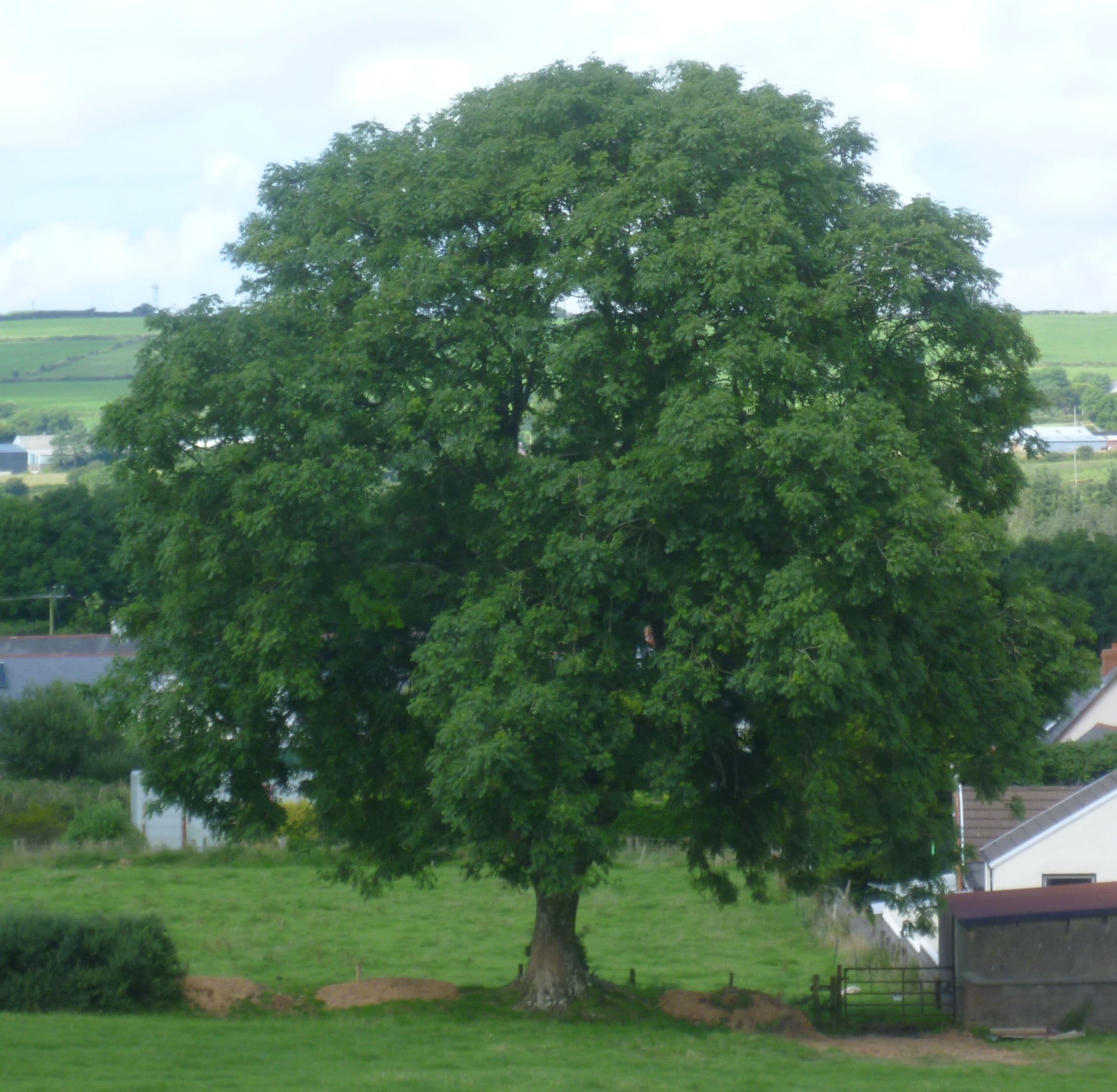 Mature ash tree in full leaf in July