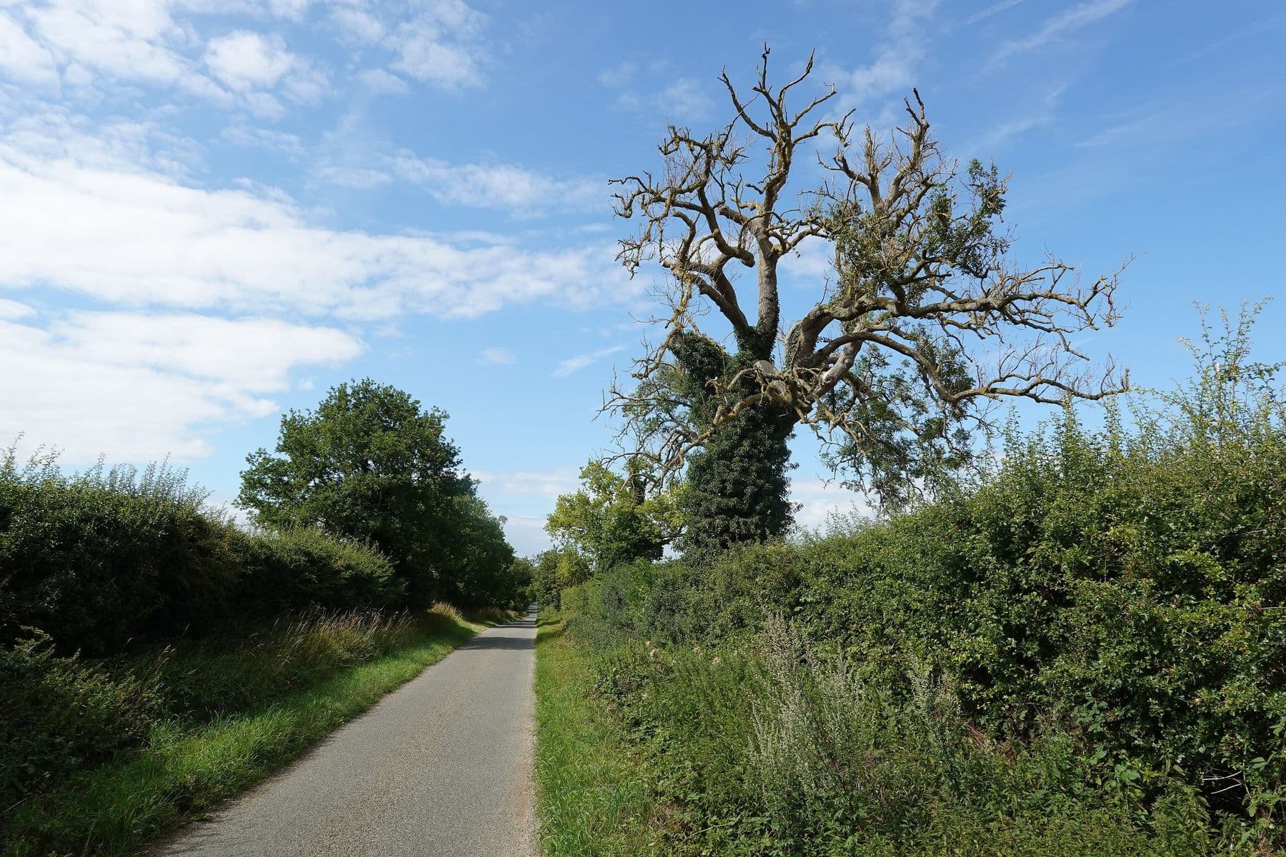 Ash tree with a largely dead crown standing over a hedged country road