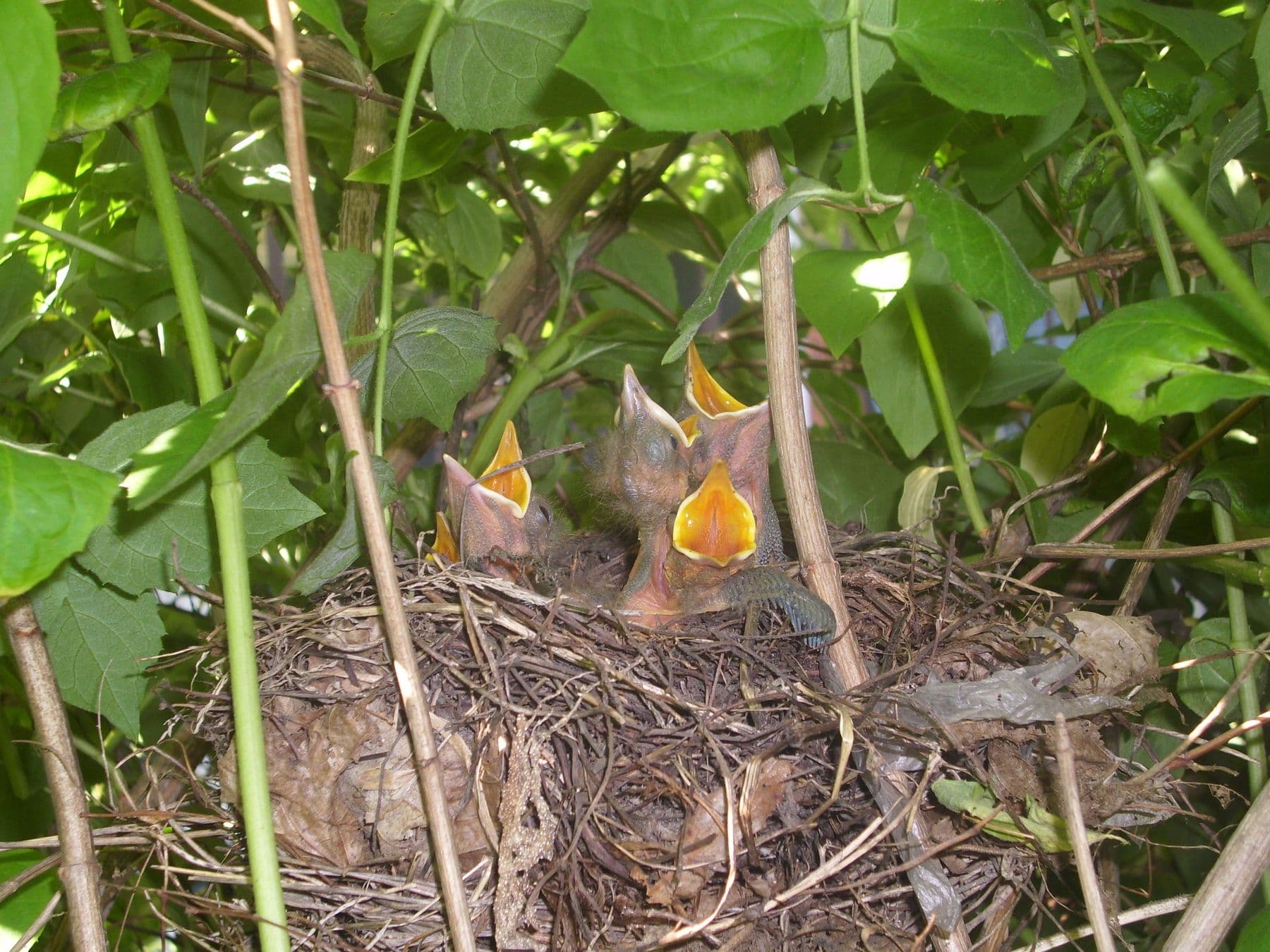 Blackbird chicks with open beaks in a nest in a shrub