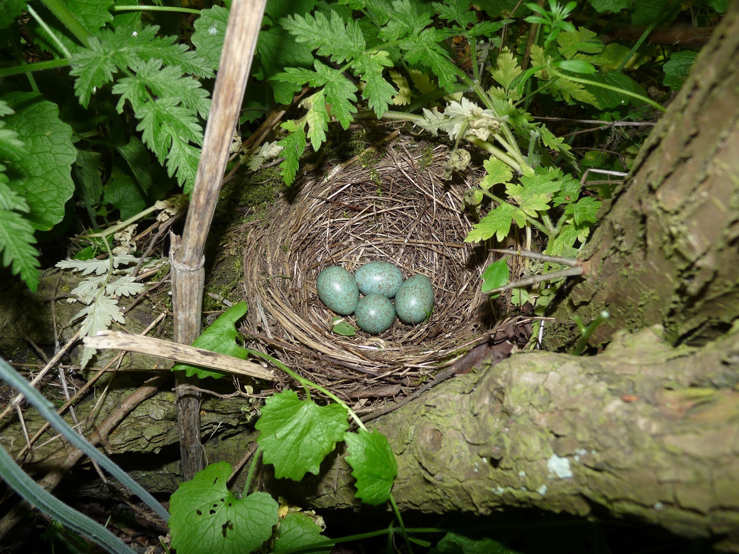 Blackbird nest holding four eggs in the fork of a hedge