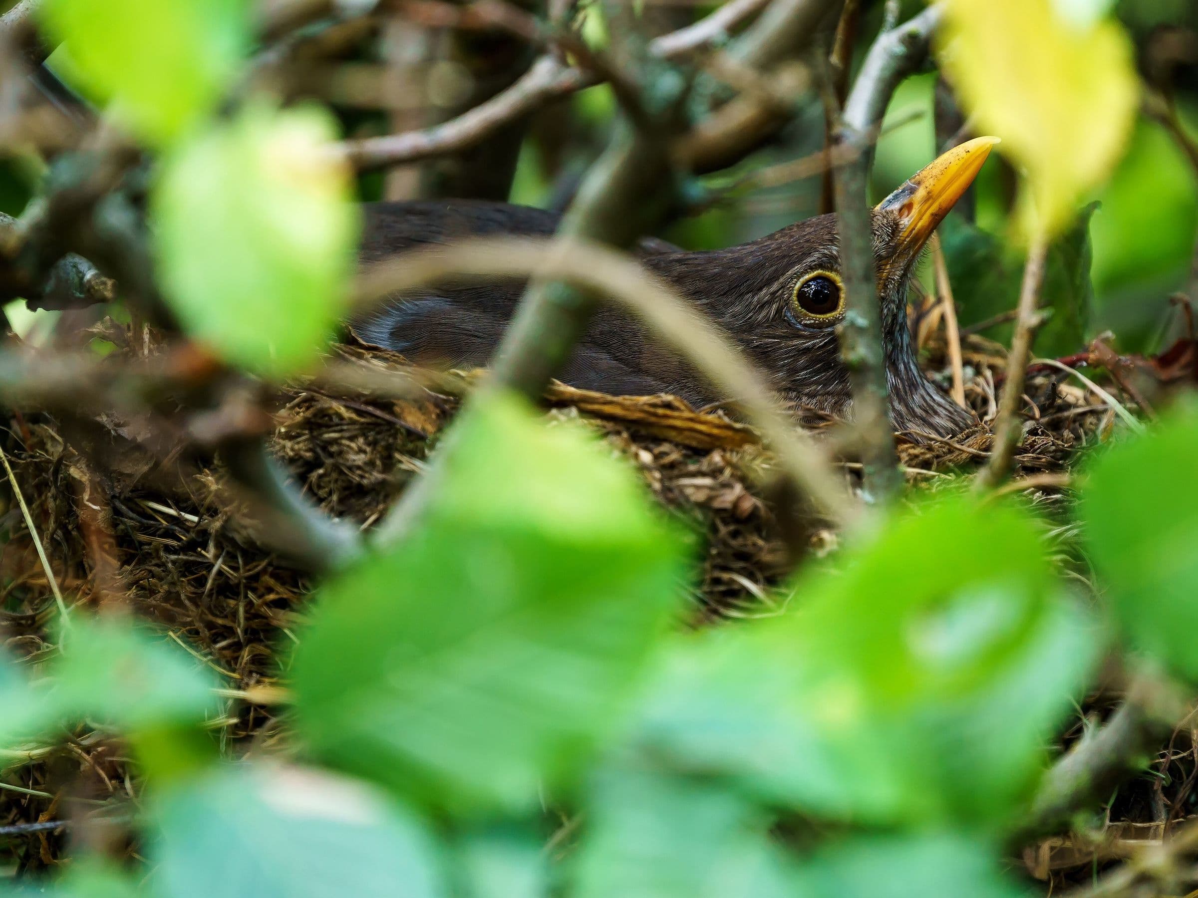 Female blackbird sitting on her nest, seen through the leaves of a hedge