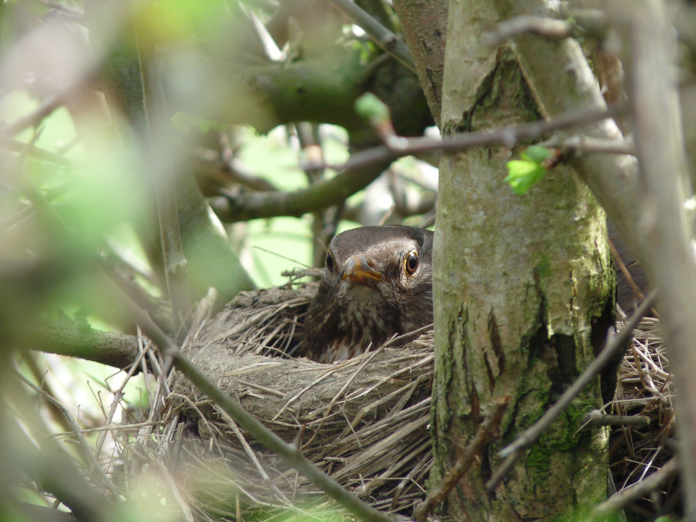 Blackbird on its nest among the stems of a hedge