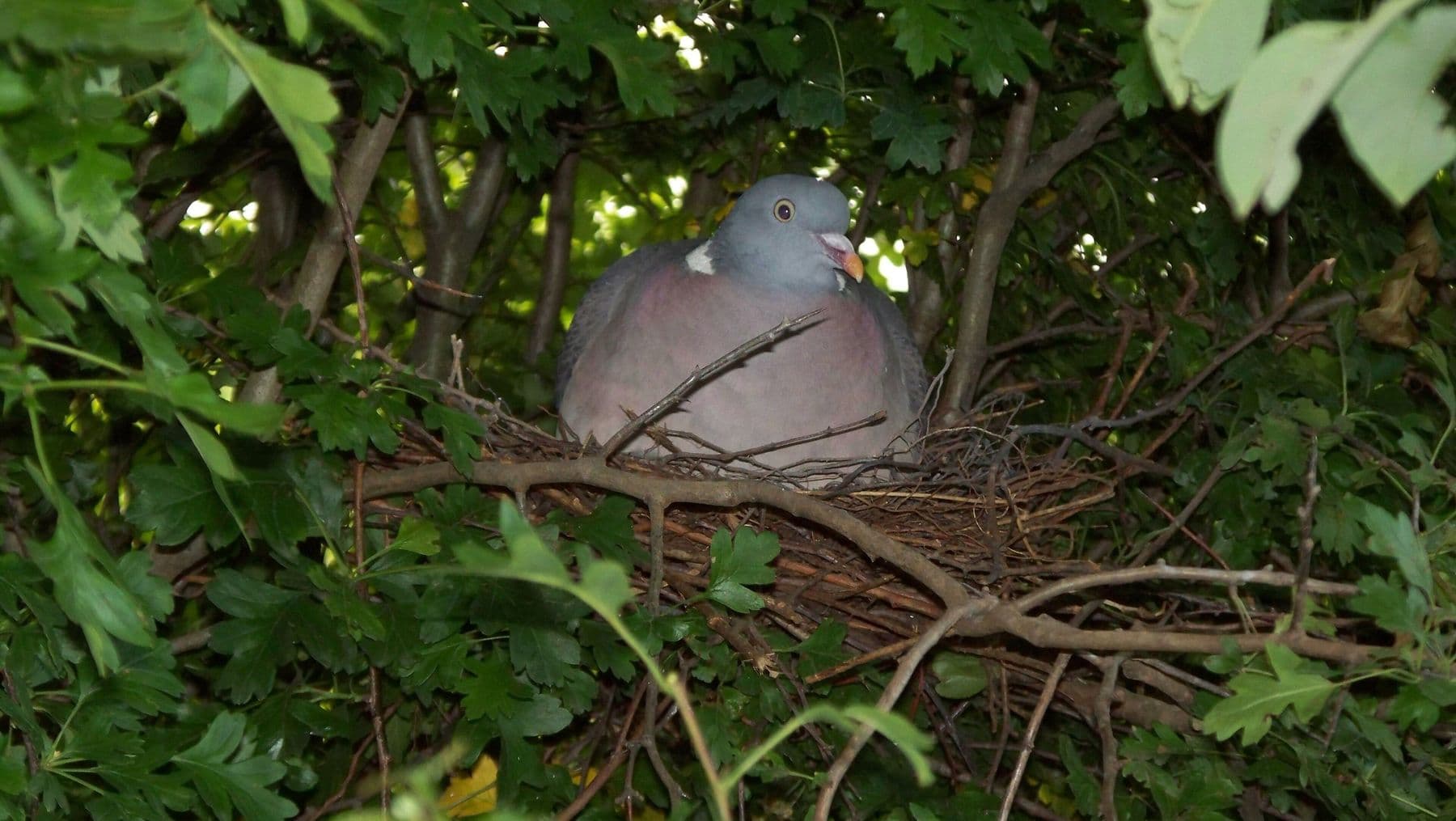 Woodpigeon sitting on its nest in a hawthorn
