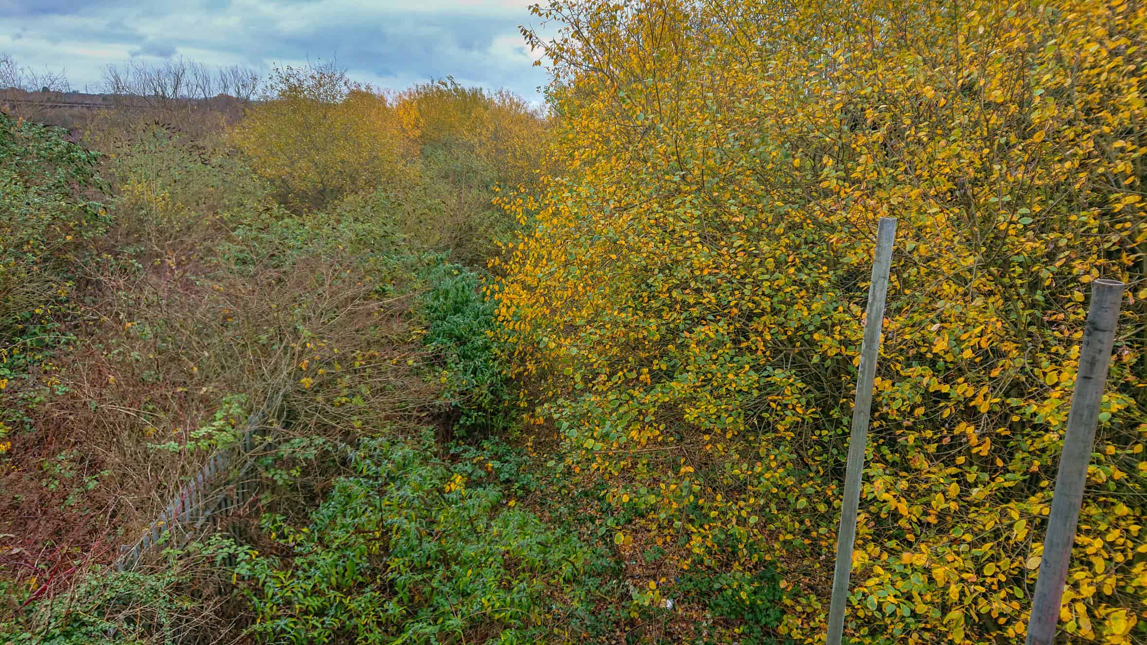 Disused branch line overgrown with dense scrub before clearance