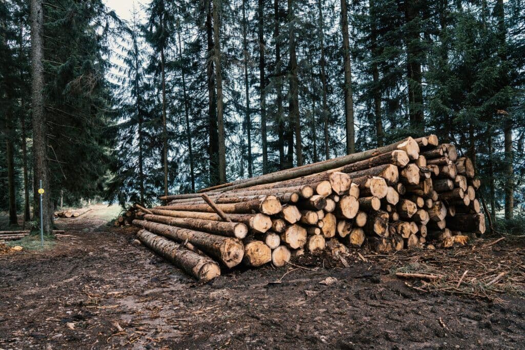 What role does modern forestry—such as mixed species planting—play in UK rural economies and achieving net zero carbon?