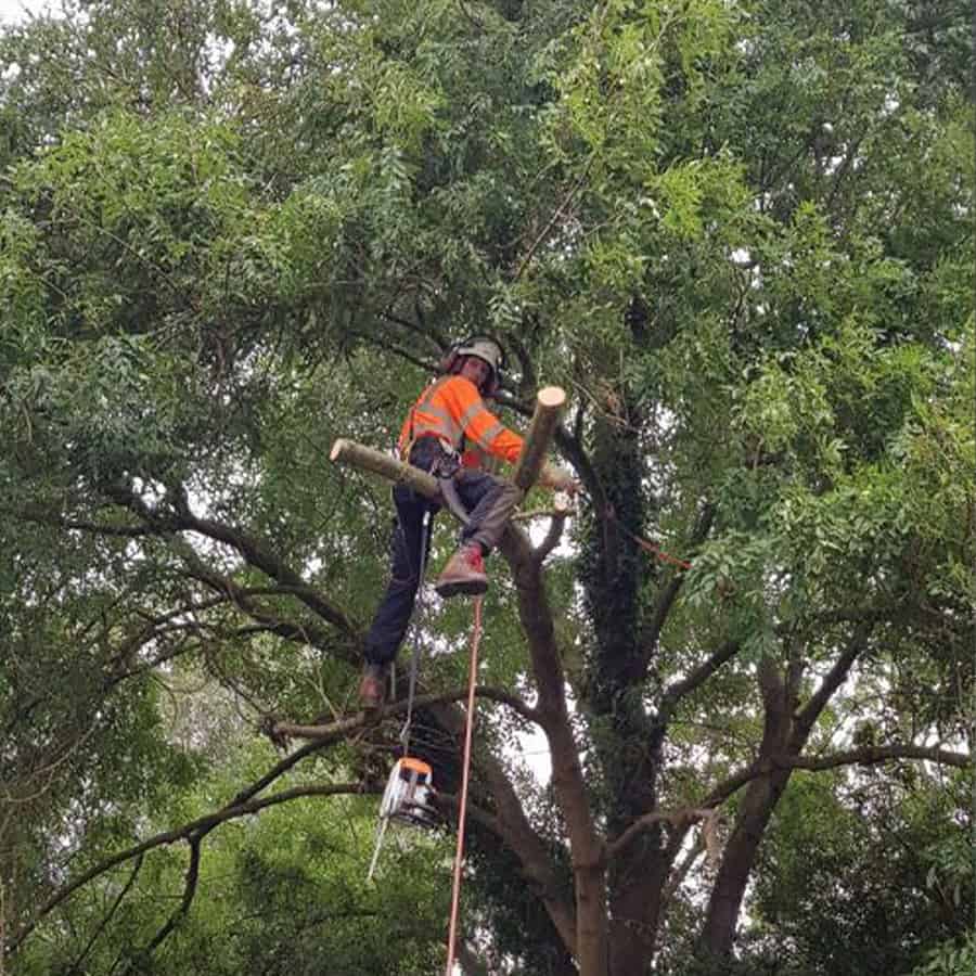 Tree Surgery